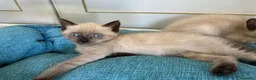 Siamese gatti in vendita: Cuccioli siamesi thai - Annuncio 5