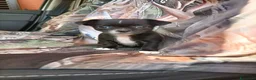Chihuahua cani in vendita: SIMIL CHIHUAHUA - Annuncio 2