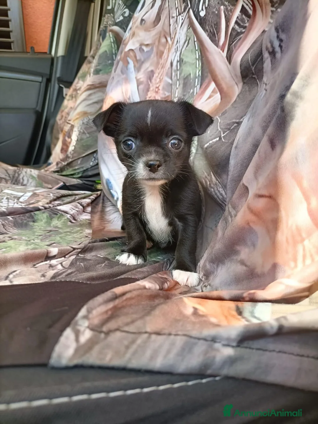 Chihuahua cani in vendita: SIMIL CHIHUAHUA - Annuncio 2