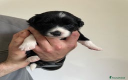 Bearded Collie cani in vendita: Cuccioli Border Collie cercano Famiglia a Provincia di Treviso - Immagine 6