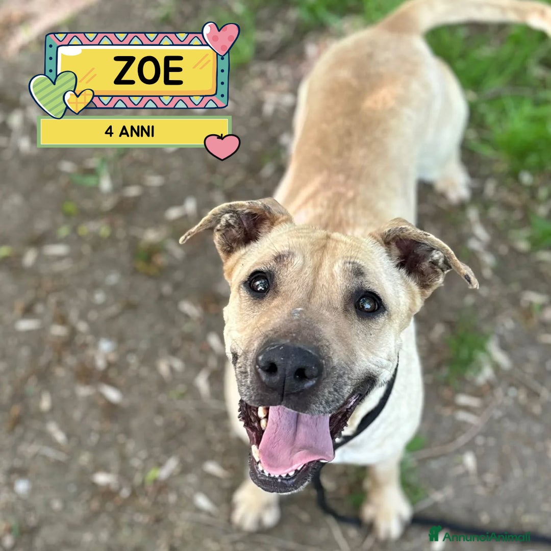 Meticcio cani ZOE dolce cagnolina 4 anni cerca casa in adozione - Annuncio 12