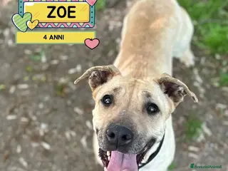 Meticcio cani ZOE dolce cagnolina 4 anni cerca casa in adozione - Annuncio 12