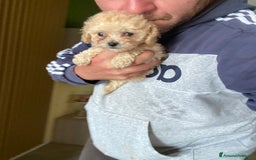Maltese cani in vendita: Maltipoo a Provincia di Latina - Immagine 8