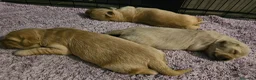 Golden Retriever cani in vendita: Cucciole Golden Retriever  - Annuncio 18