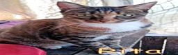 Europeo gatti in regalo: RITA MICINA DOLCISSIMA - Annuncio 5
