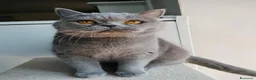 British gatti in vendita: British femmina rehoming - Annuncio 6