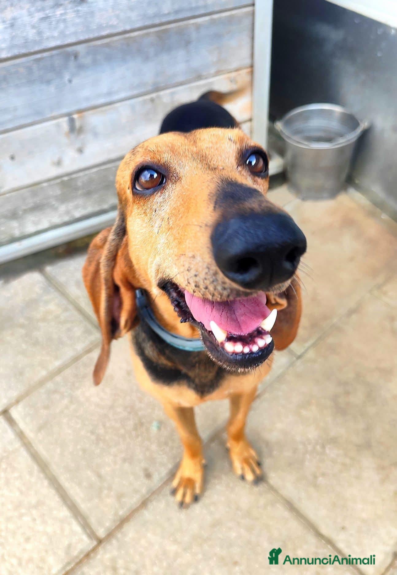 Alpenlaendische Dachsbracke cani NANDO, SEGUGINO ITALIANO DI 2 ANNI - Annuncio 28