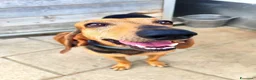 Alpenlaendische Dachsbracke cani in regalo: NANDO, SEGUGINO ITALIANO DI 2 ANNI - Annuncio 1