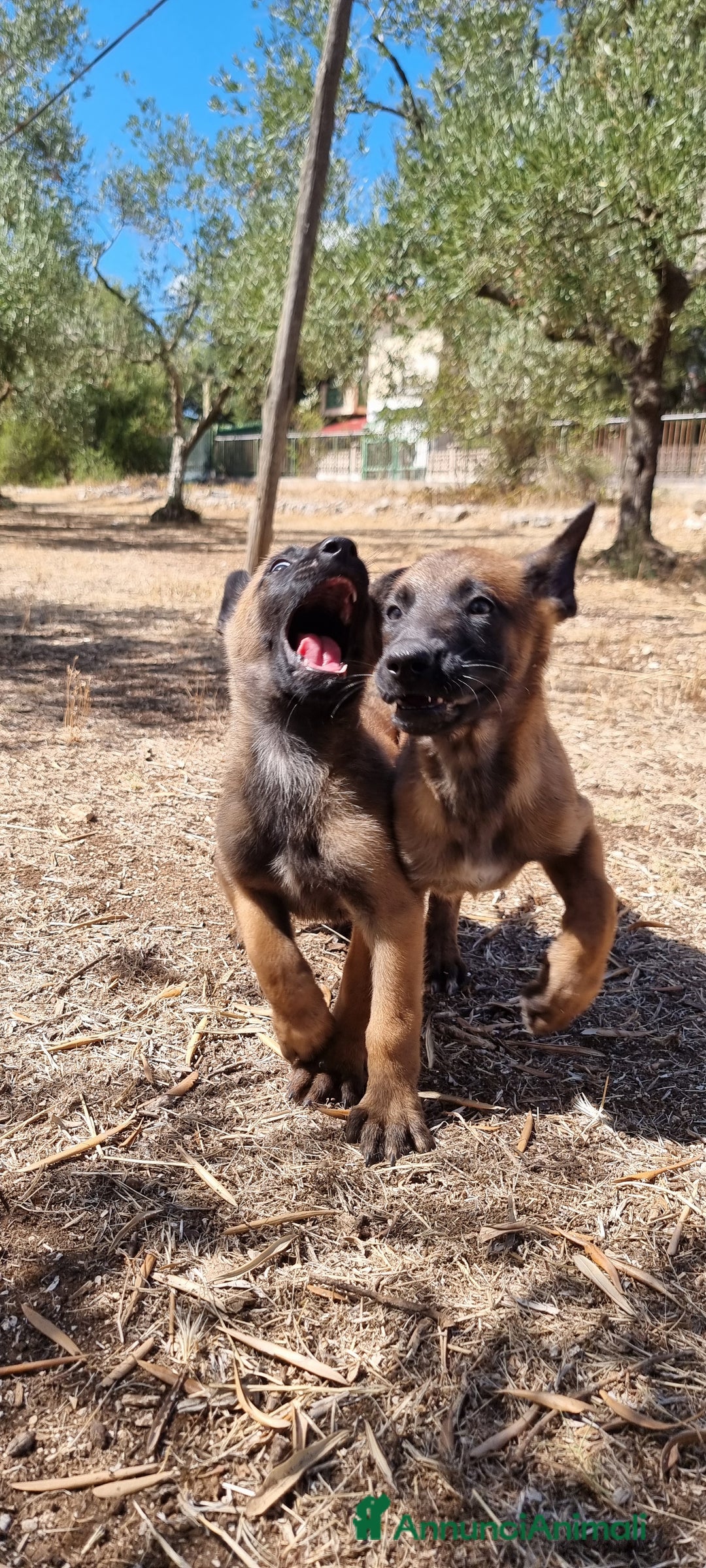 Pastore Belga cani in vendita: Cuccioli Pastore Belga Malinois Napoli Caserta - Annuncio 2