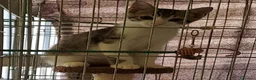 Europeo gatti in regalo: Tigratino bicolore  - Annuncio 2