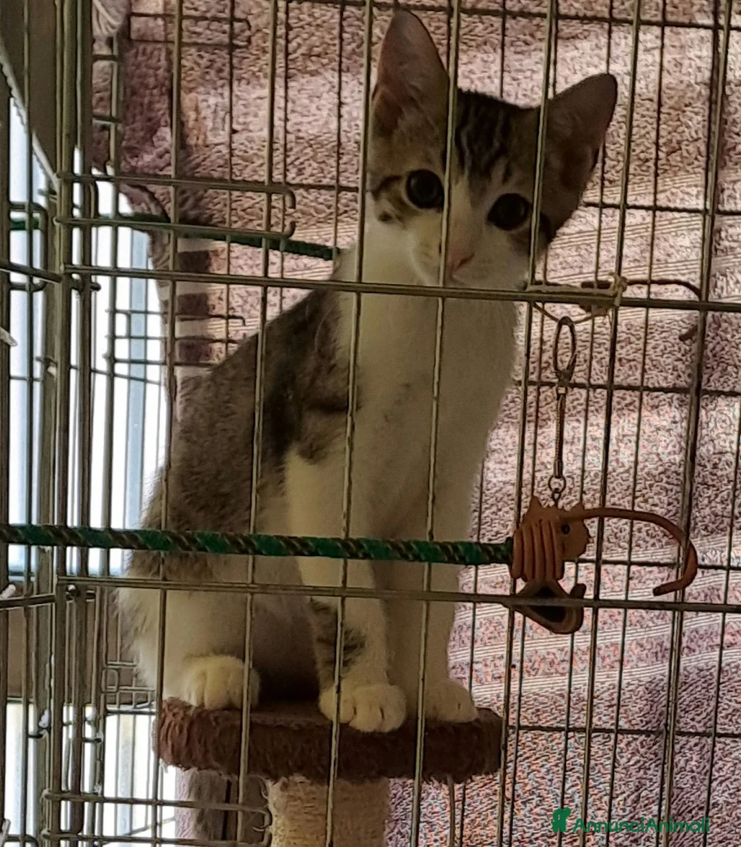 Europeo gatti in regalo: Tigratino bicolore  - Annuncio 2