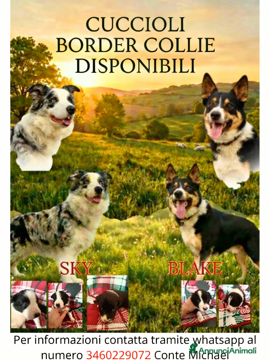 Border Collie cani in vendita: cuccioli border collie  - Annuncio 27