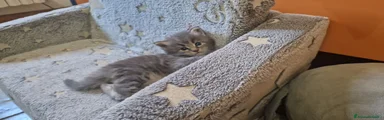 Maine Coon 1