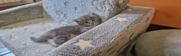 Maine Coon gatti in vendita: Maine coon cuccioli - Annuncio 4