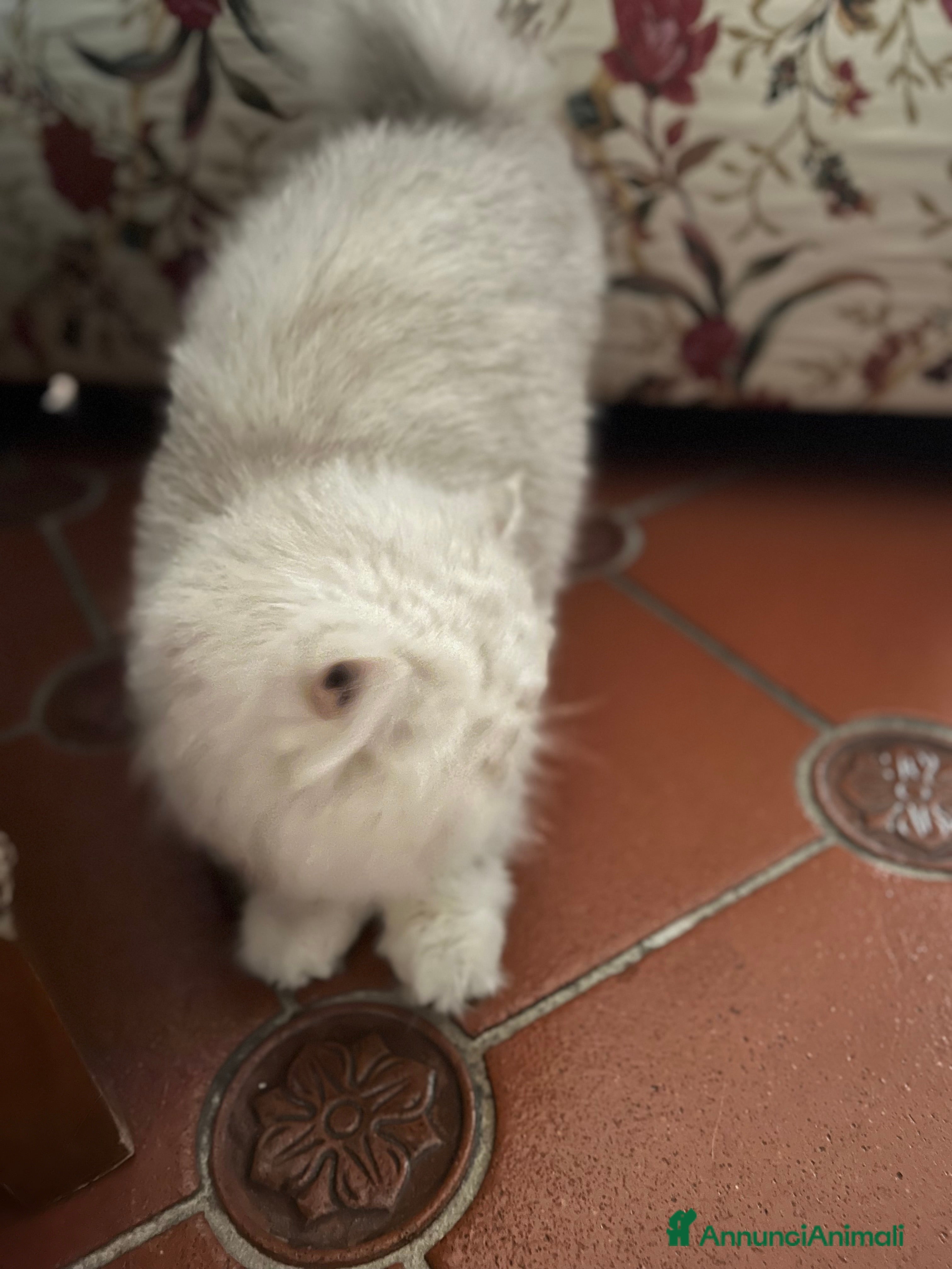 Scottish gatti Femminuccia di 4 anni - Annuncio 2