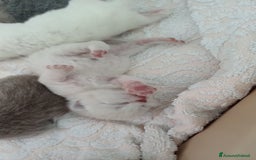 Scottish gatti in vendita: Scottish blu pointer straight  a Provincia di Gorizia - Immagine 4