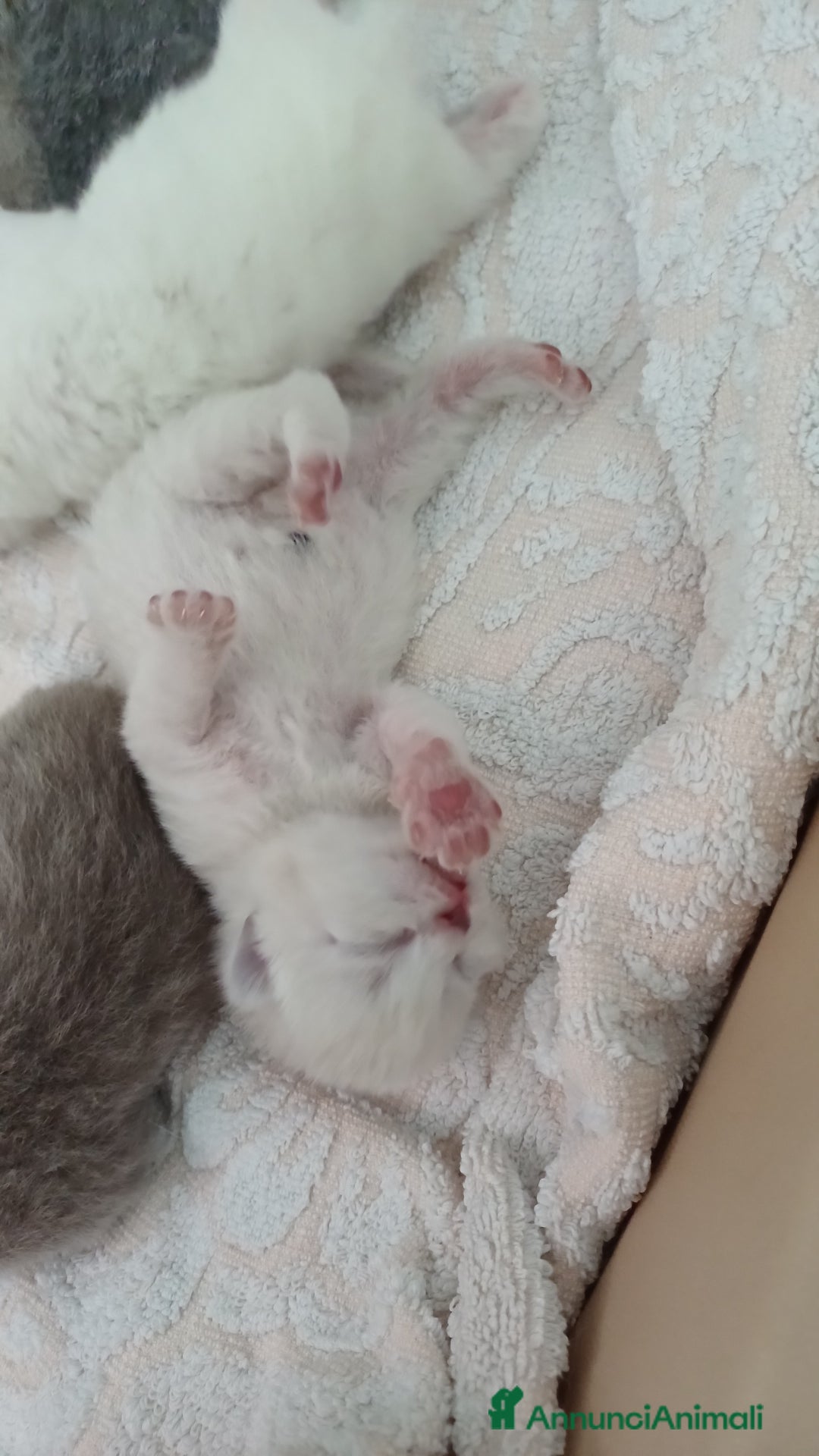 Scottish gatti in vendita: Scottish blu pointer straight  a Provincia di Gorizia - Immagine 4