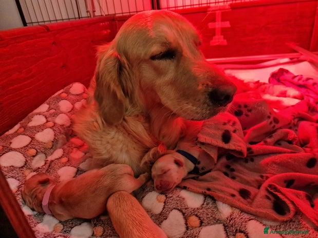 Golden Retriever cani - Annuncio 7