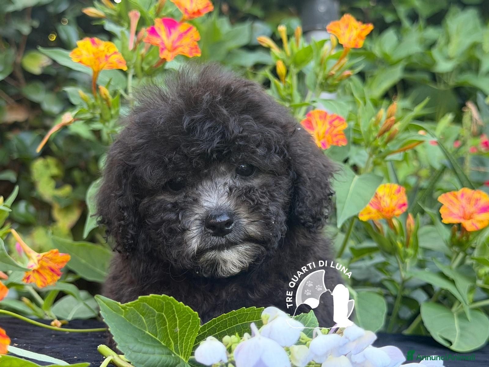 Barboncino Toy cani Splendidi Barboncini Toy – Alta Qualità - Annuncio 5