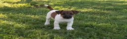 Jack Russell cani in vendita: Jack Russell Cucciolo - Annuncio 3