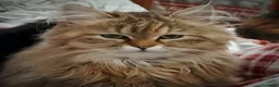 Siberiano gatti in vendita: Splendidi Cuccioli Gatto Siberiano Pedigree ENFI - Annuncio 3