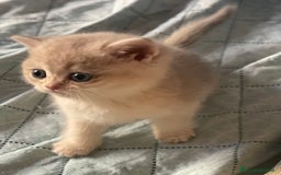 Scottish gatti in vendita: Scottish Straight - Annuncio 13