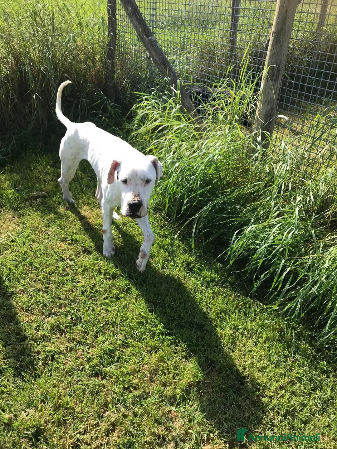 Dogo Argentino cani in regalo: DUGO il gigante buonissimo merita una casa a Provincia di Latina - Annuncio 3
