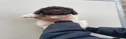Lagotto cani in vendita: Cuccioli di lagotto - Annuncio 6