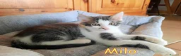Europeo gatti in regalo: MILO GATTINO DI 4 MESI - Annuncio 8