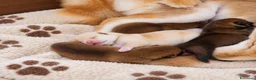 Shiba Inu cani in vendita: CUCCILIO SHBA CON PEDIGREE ENCI  - Annuncio 3
