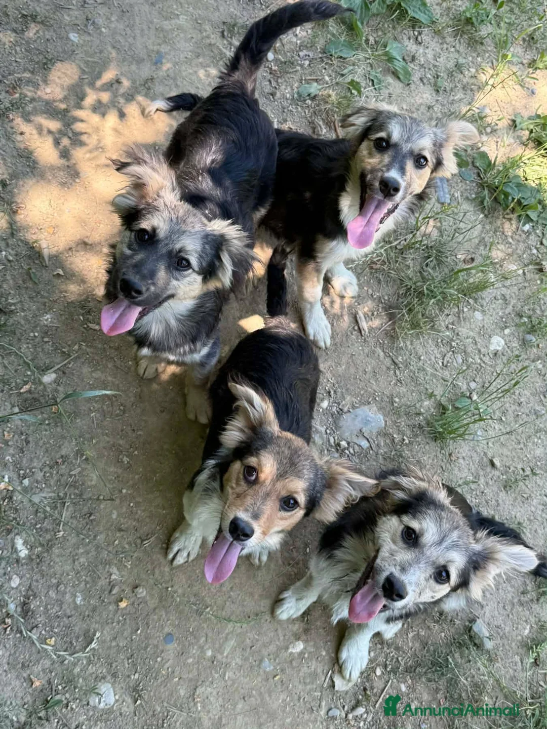 Meticcio cani in regalo: 4 cuccioli di TAGLIA PICCOLA super dolci! - Annuncio 2