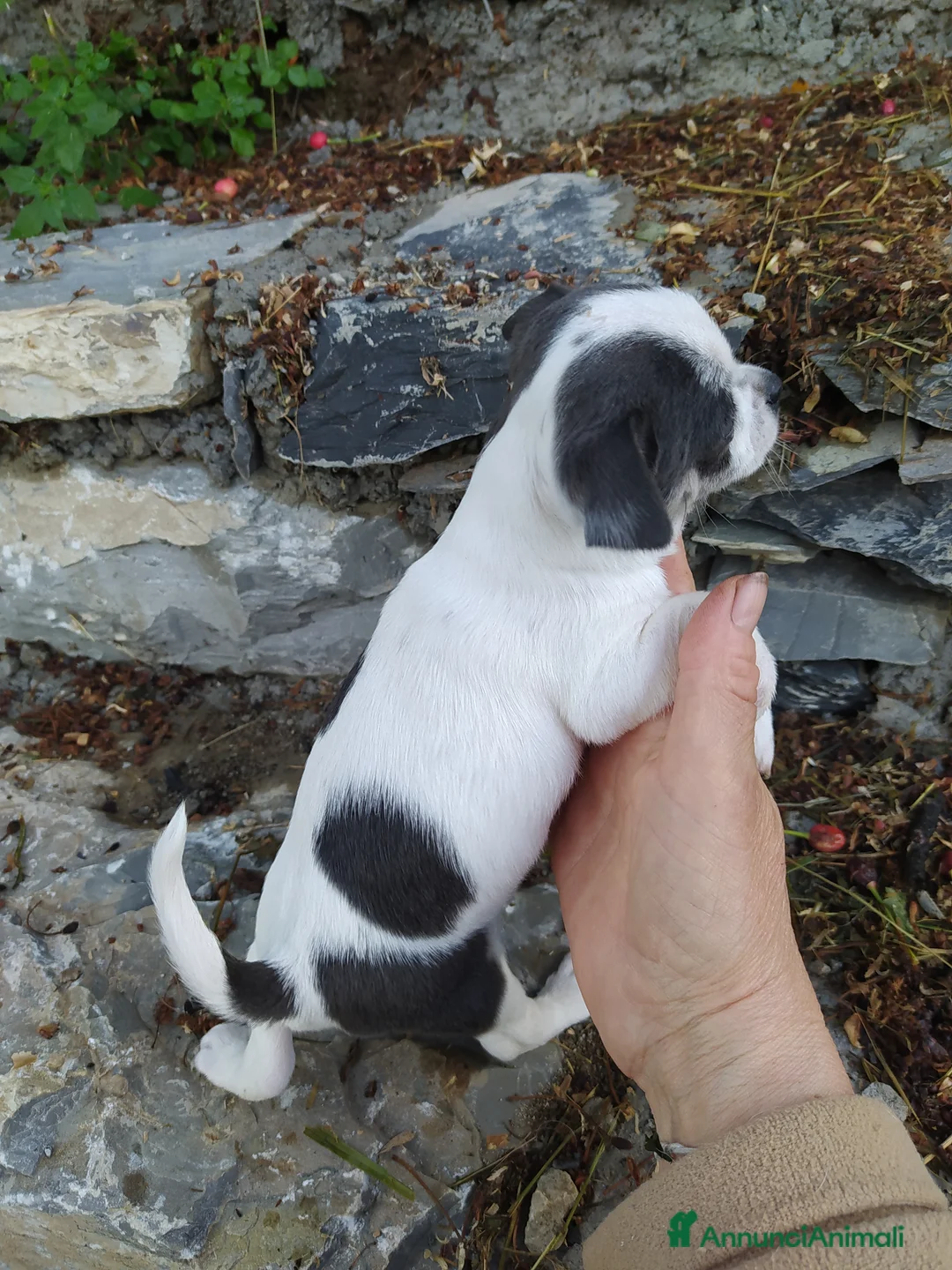 Chihuahua cani in vendita: Chihuahua cucciola femmina  - Annuncio 2
