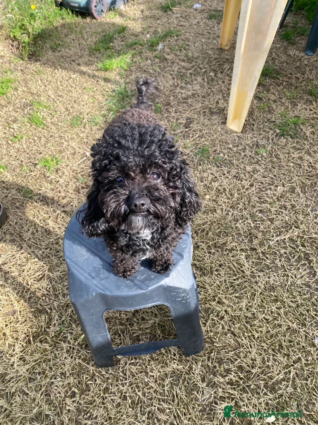 Barboncino Toy cani per accoppiamento: Barboncino Toy  - Annuncio 4