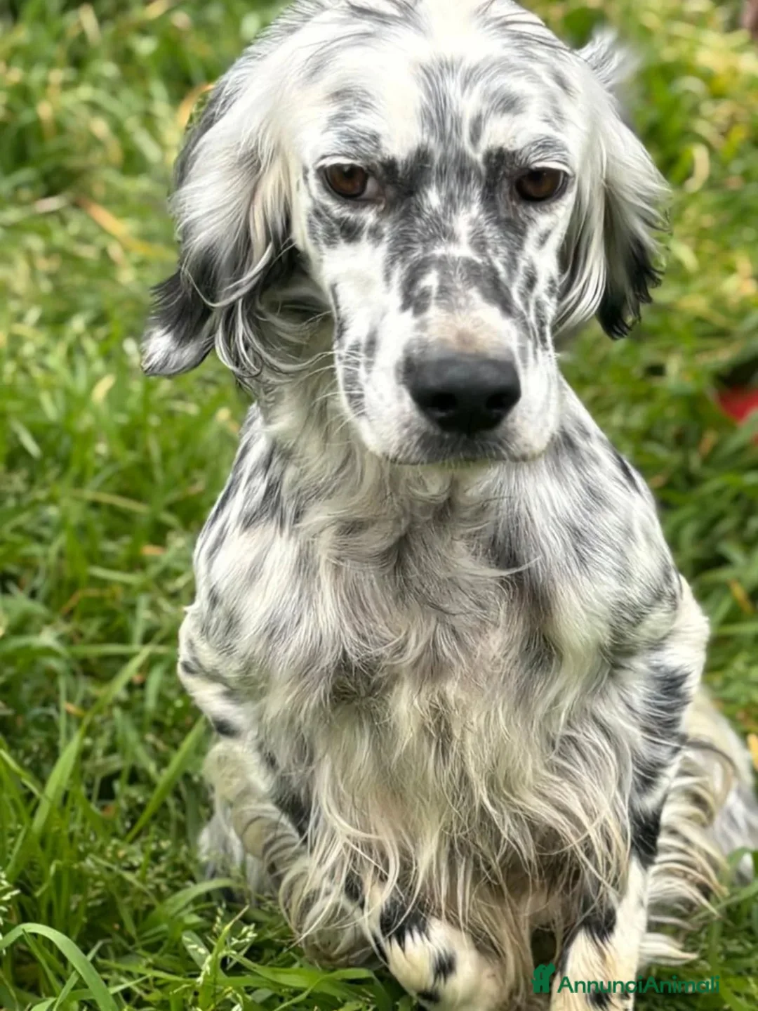 Setter Inglese cani in regalo: STELLA setter inglese 2 anni cerca cacsa adozione - Annuncio 5
