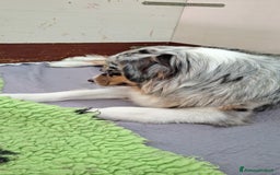 Australian Shepherd cani in vendita: Cucciolo pastore australiano  a Provincia di Rimini - Immagine 2
