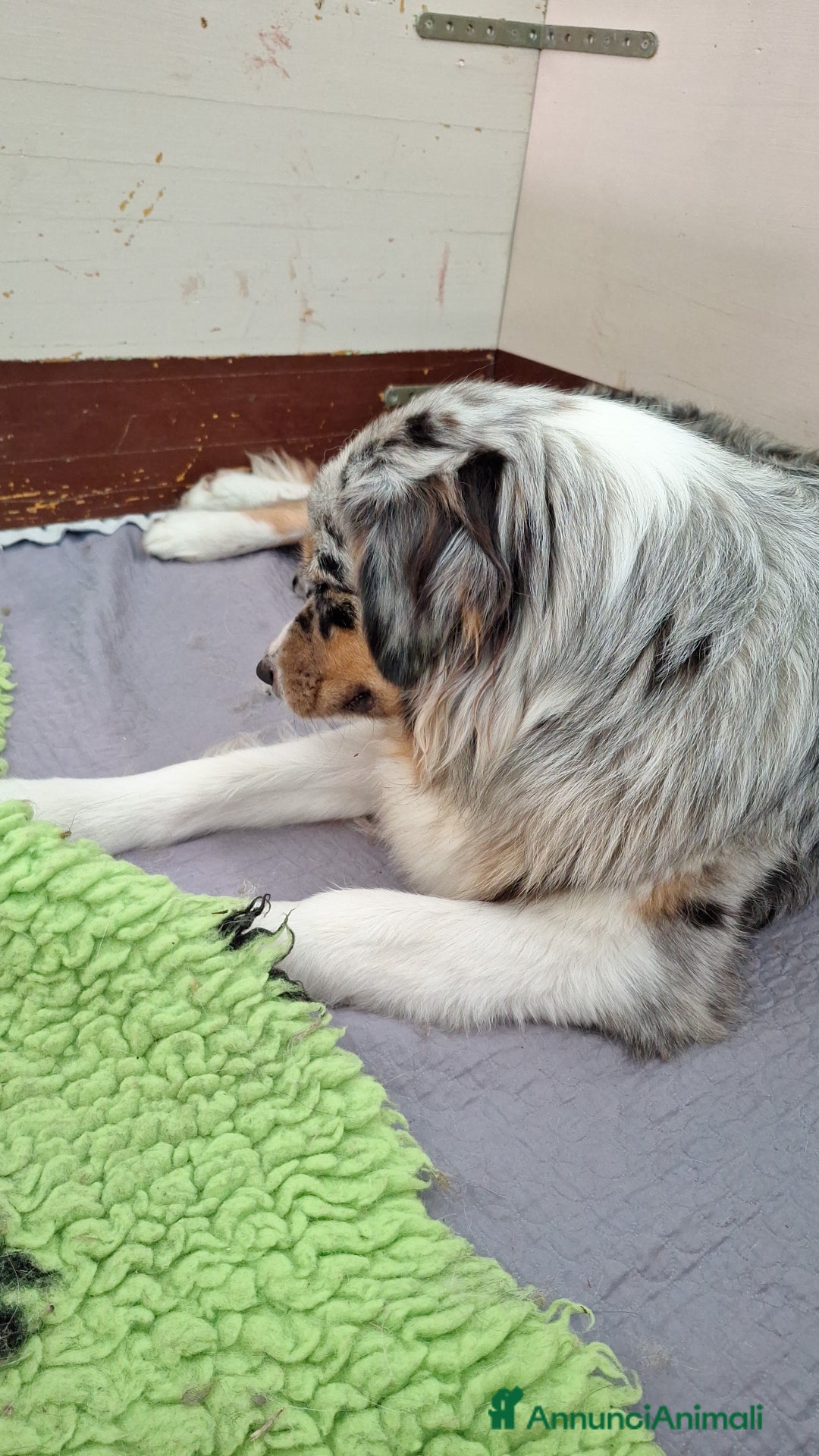 Australian Shepherd cani in vendita: Cucciolo pastore australiano  a Provincia di Rimini - Immagine 2