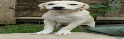 Meticcio cani in regalo: Pesca, neanche 4 mesi, taglia media contenuta  - Annuncio 8