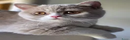 British gatti in vendita: British Shorthair  - Annuncio 5