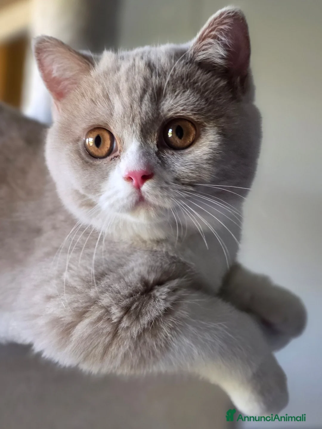 British gatti in vendita: British Shorthair  - Annuncio 5