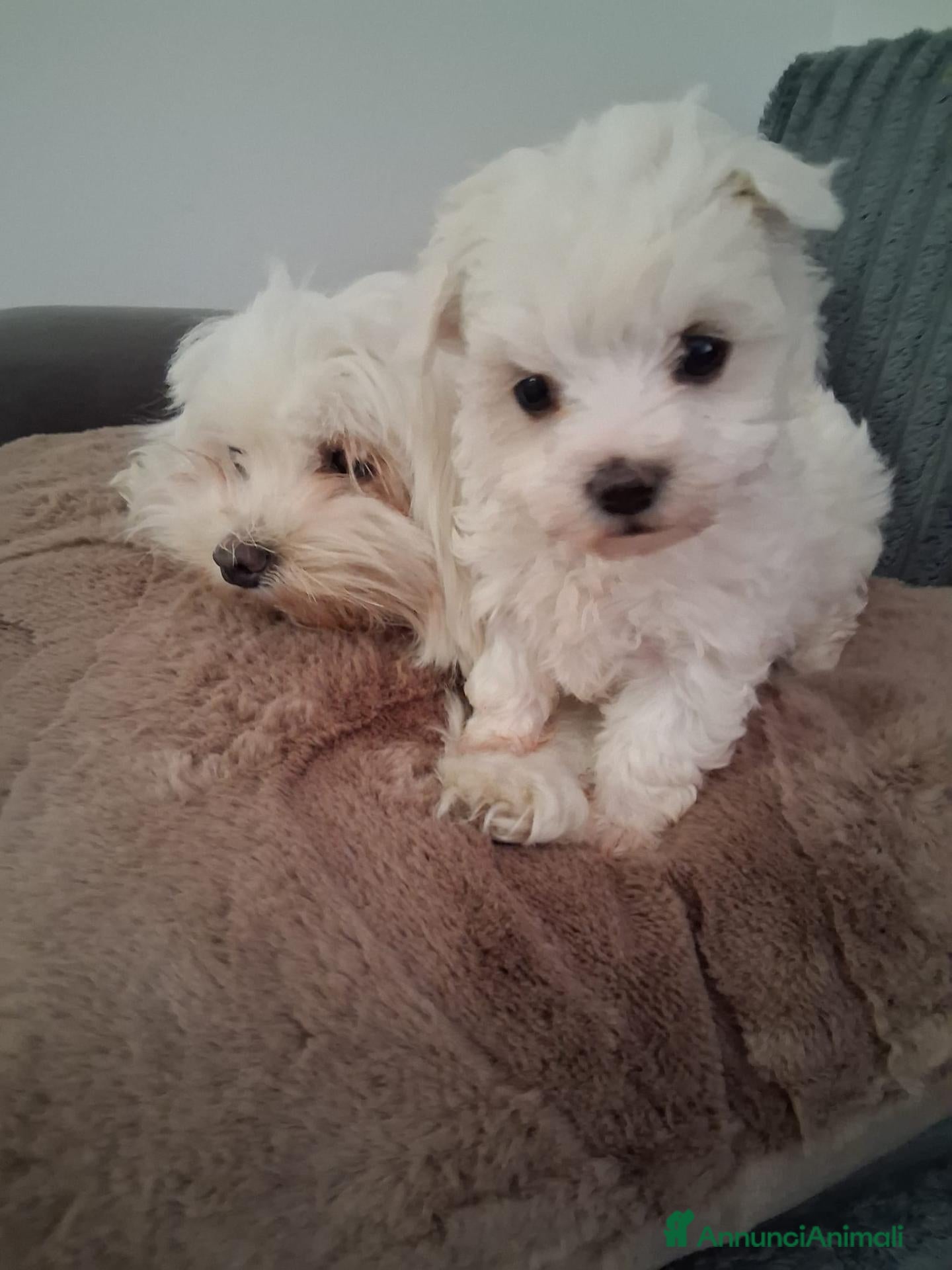 Maltese cani Maltese  - Annuncio 2
