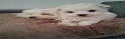 Maltese cani in vendita: Maltese  - Annuncio 2
