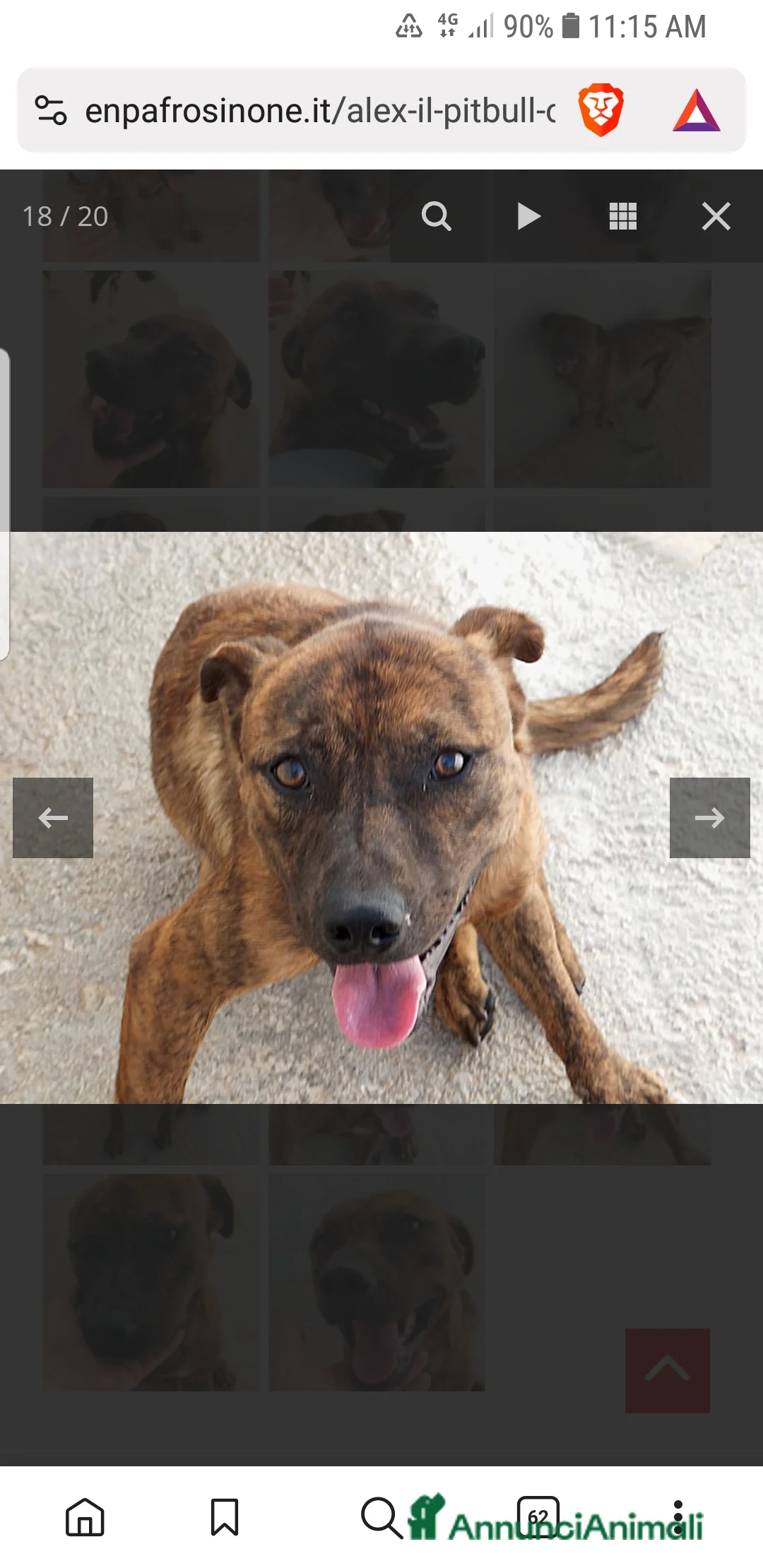 Meticcio cani in regalo: ADOZ.DEL CUORE: similpit dolce in canile da 4anni - Annuncio 6