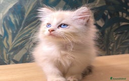 Ragdoll gatti in vendita: Cucciola Ragdoll - Immagine 2