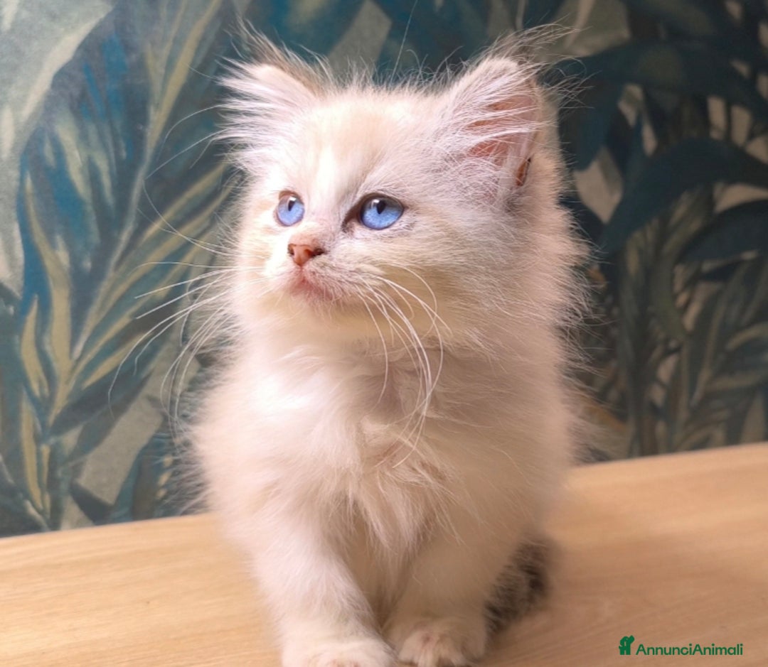 Ragdoll gatti in vendita: Cucciola Ragdoll - Immagine 2
