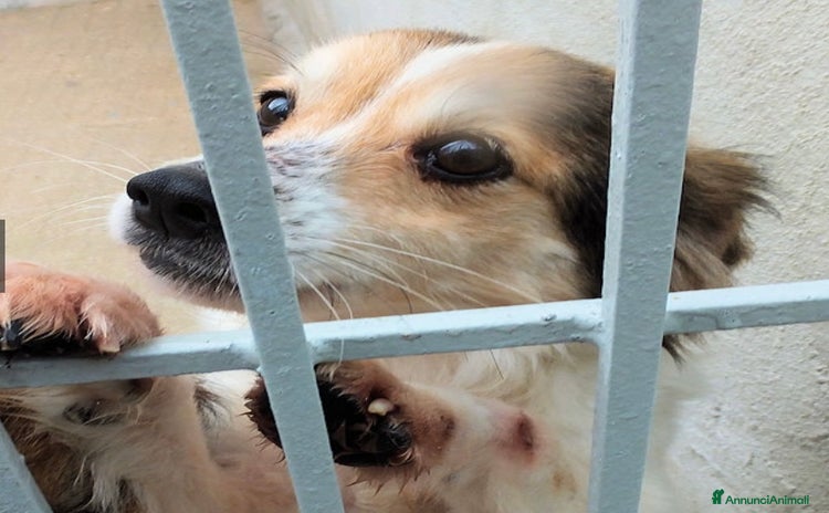 Altre razze cani - Annuncio 17