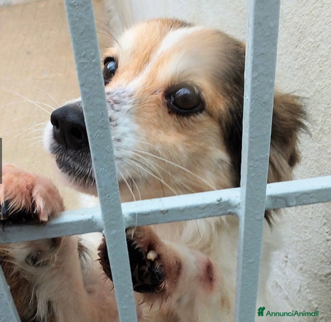 Altre razze cani in regalo: OTTO, un vero amore, taglia piccola  -12 kg  - Annuncio 1