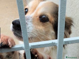 Altre razze cani OTTO, un vero amore, taglia piccola -12 kg - Annuncio 34