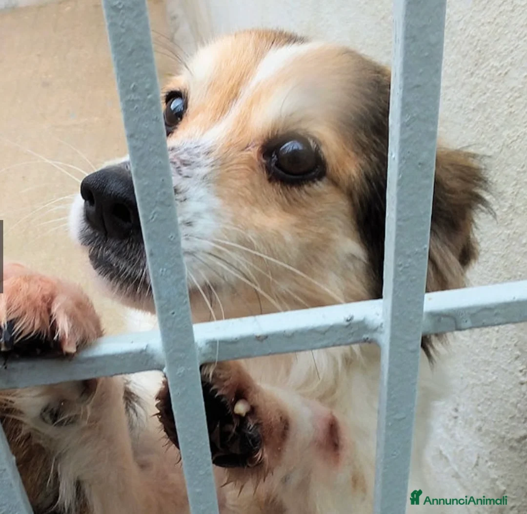 Altre razze cani in regalo: OTTO, un vero amore, taglia piccola  -12 kg  - Annuncio 1