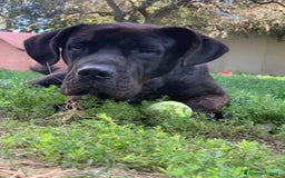 Cane Corso cani in regalo: Corso nero giovane stava h24 in balcone.TOSCANA a Città metropolitana di Milano - Immagine 1