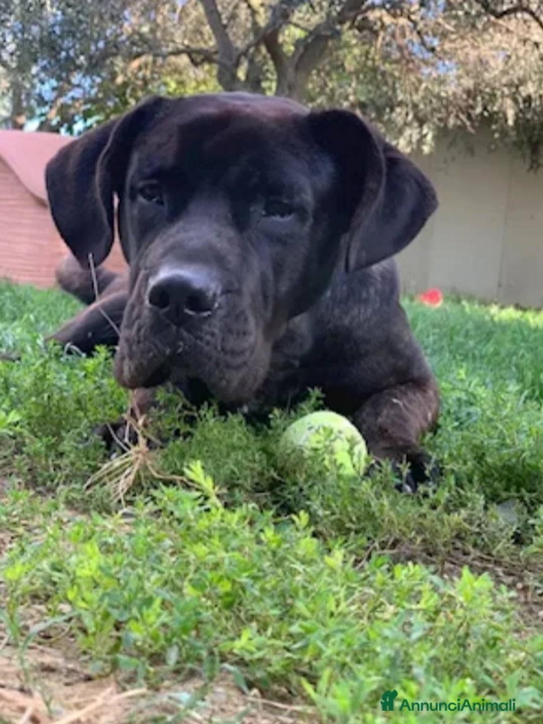 Cane Corso cani in regalo: Corso nero giovane stava h24 in balcone.TOSCANA a Città metropolitana di Milano - Immagine 1